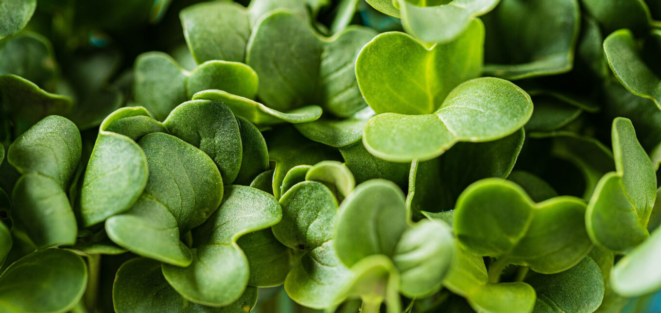 Growing Microgreens on Paper Towels – Mother Earth News - Vimarsana News